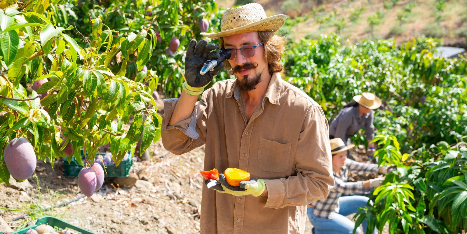 Mätning av sockerhalt i mango med optisk refraktometer i fruktodling